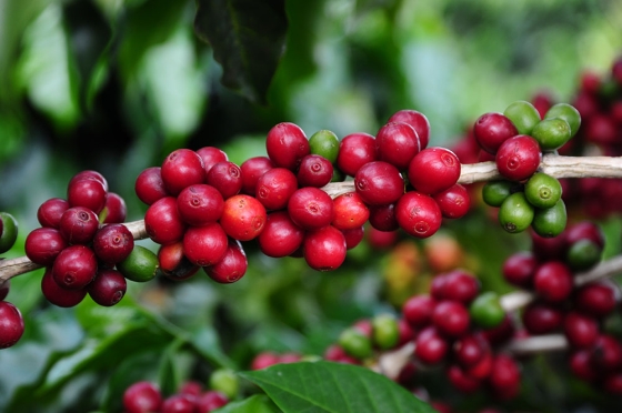 Foto mostra grãos de café no pé