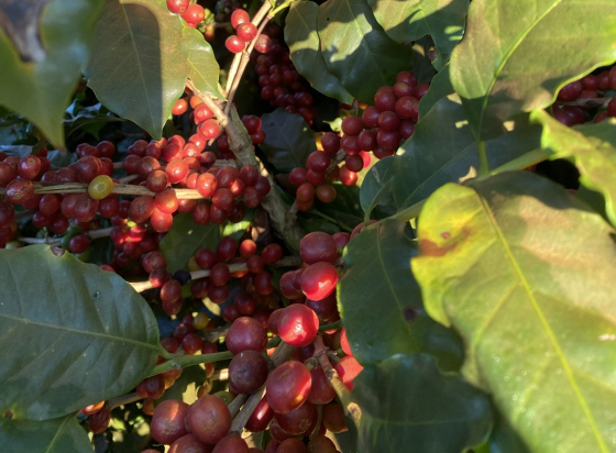Foto mostra pé de café carregado com fruto maduro