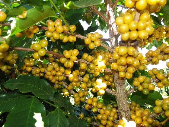 Detalhe de frutos de café no pé, da cultivar Paraíso 2