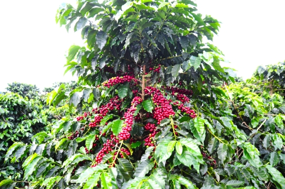 Foto de cafezal