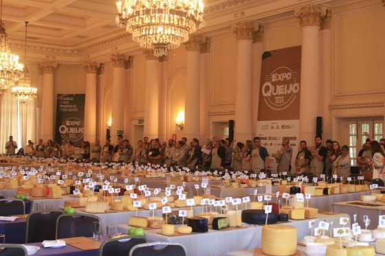 Foto mostra os queijos inscritos no Concurso da Expoqueijo