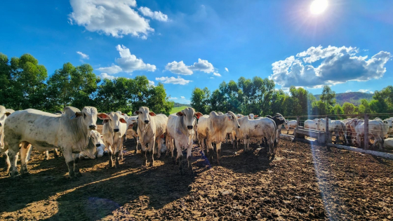 Foto de gado da raça Nelore sob o céu azul