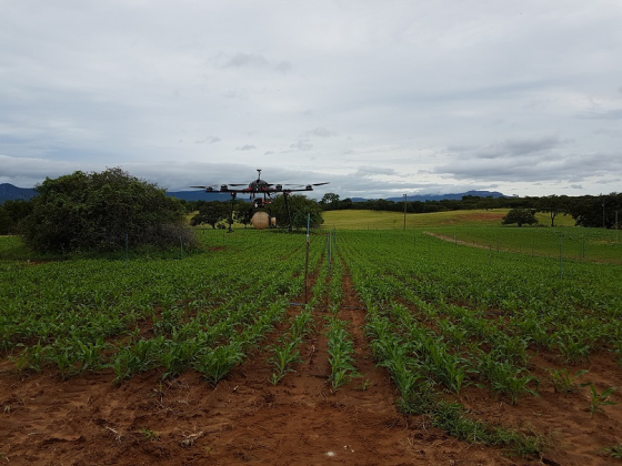 Foto mostra drone sobrevoando lavoura de algodão