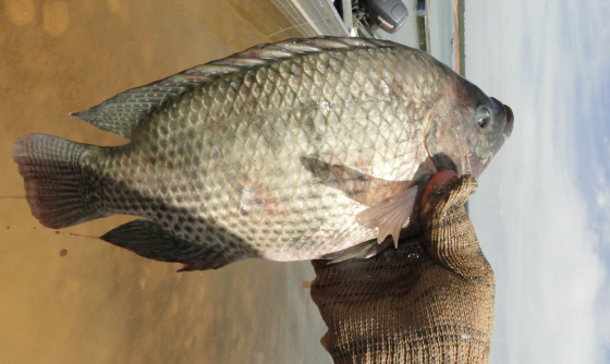 tilapia