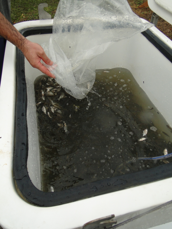 Caixa para criação de peixes