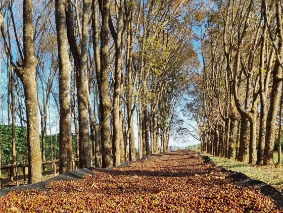 Foto de corredor ecológico com árvores e café secando ao sol no meio.