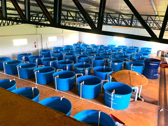 Foto mostra detalhes do galpão de piscicultura reformado