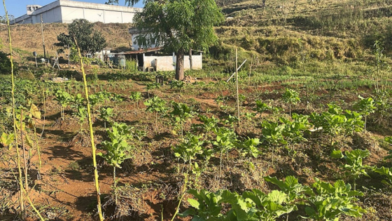 Foto mostra a horta da penitenciária José Edson Cavalieri