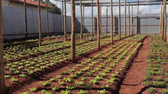 Foto mostra os canteiros da horta solidária 