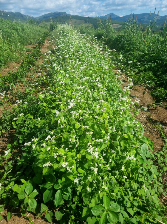 Plantação saudável, florida