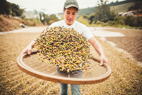 Mulher peneirando café 