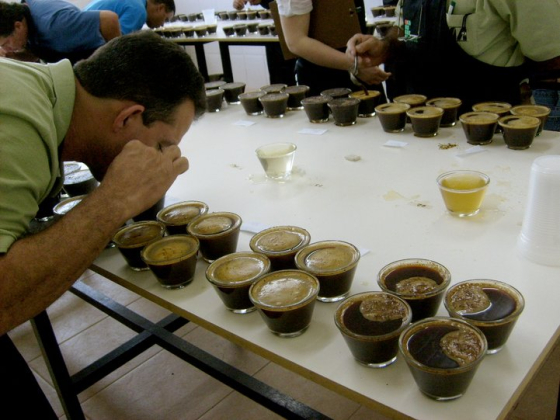 jurado provando cafés