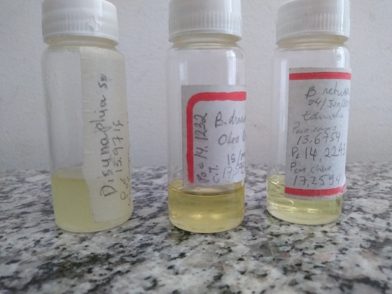 Três frascos com amostras científicas