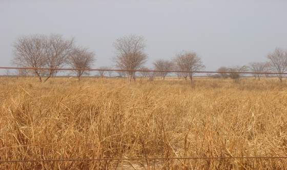 Foto mostra pastagem seca