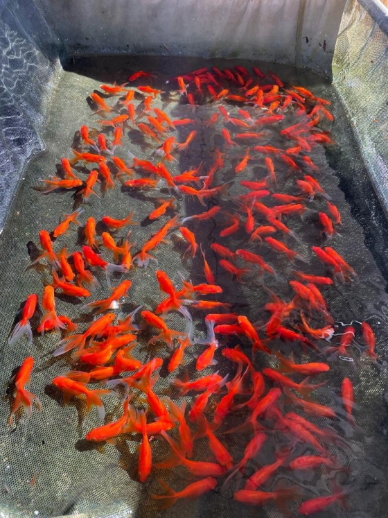 Peixes ornamentais em tanques no polo de piscicultura na região da Zona da Mata