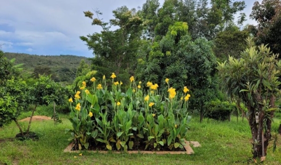 Foto mostra o plantio de plantas ornamentais sobre fossa