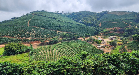 Foto mostra vista aérea de plantação de café