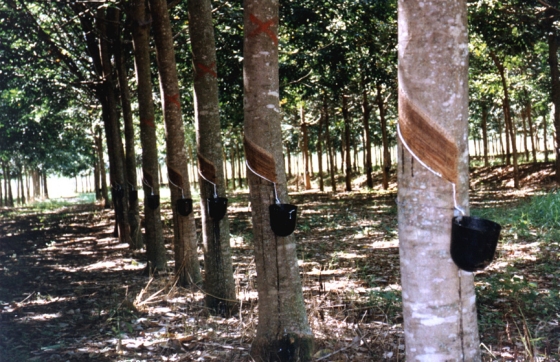 Seringal com a coleta do látex em detalhe