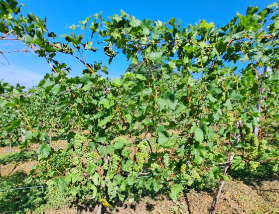 Foto de parreira de uvas