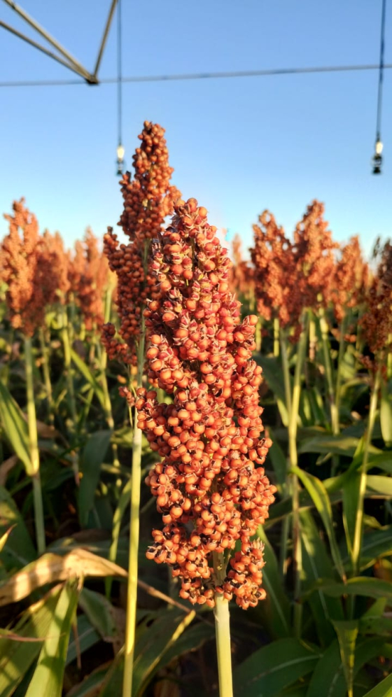 sorgo