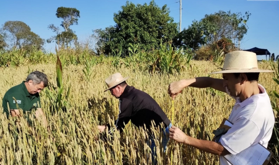 Foto de três pessoas em meio a uma lavoura de trigo