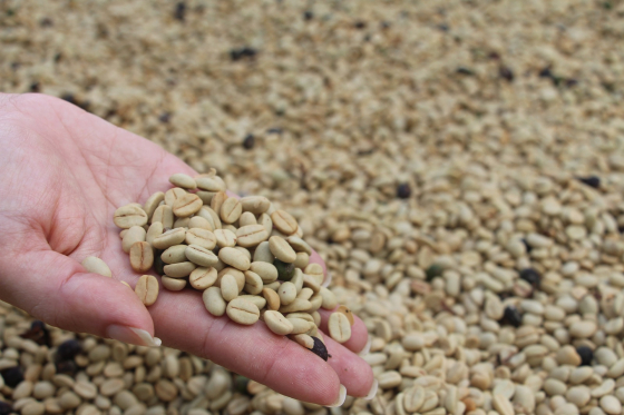 Uma mão segurando grãos de café