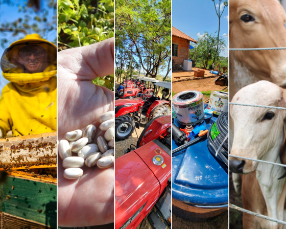 mosaico com fotos de apicultura, feijão, máquinas agrícolas, kit irrigação e gado