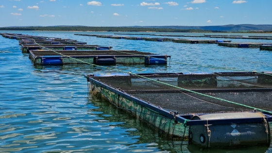 Produção de tilápias na represa de Três Marias