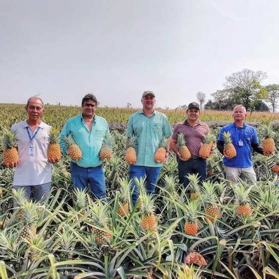 Serão lançadas duas novas cultivares de abacaxi, BRS Sol Bahia e BRS Diamante