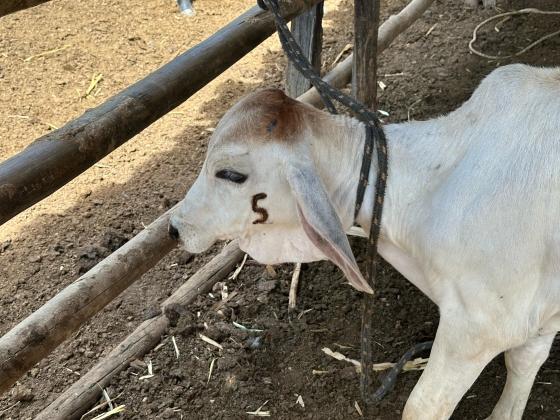 acervo IMA