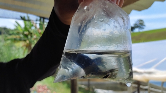 Minas responde por cerca de 70% da produção nacional de peixes ornamentais