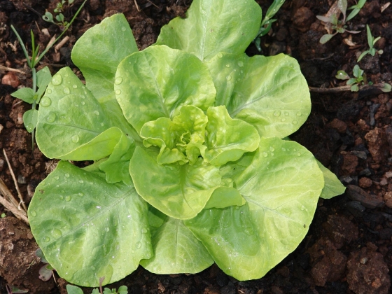 arquivo emater