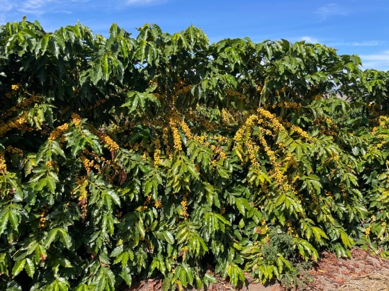 A cultivar MGS Epamig Amarelão se destacou pela produtividade em um período de elevado déficit hídrico no Jequitinhonha
