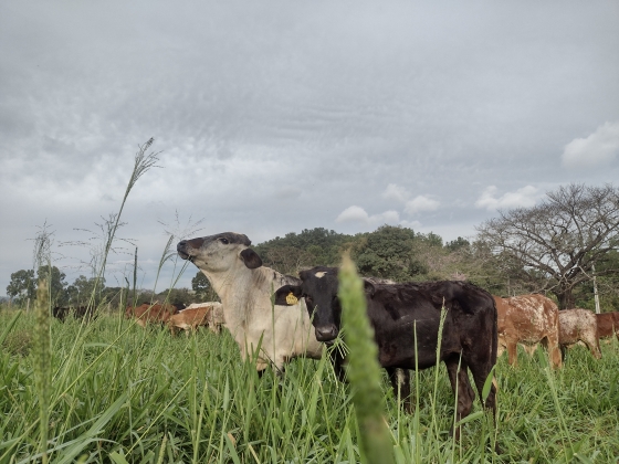 Foto: Arquivo Epamig