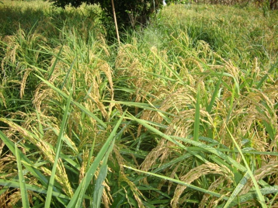 Foto de plantação de arroz- crédito Janine Guedes