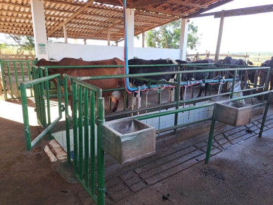 Foto mostra animais do Campo Experimental de Acauã