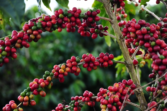 Divulgação Emater-MG