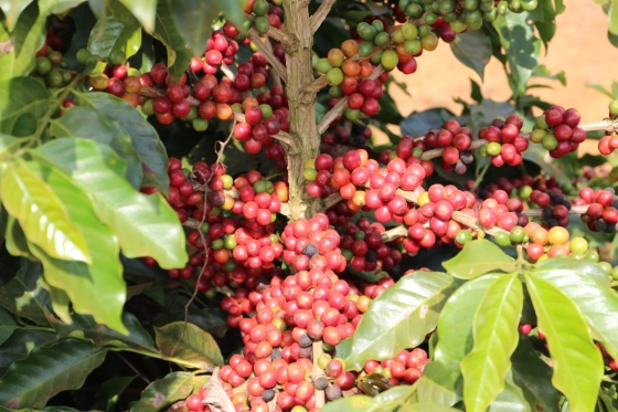 Variedade de café desenvolvida pela Epamig