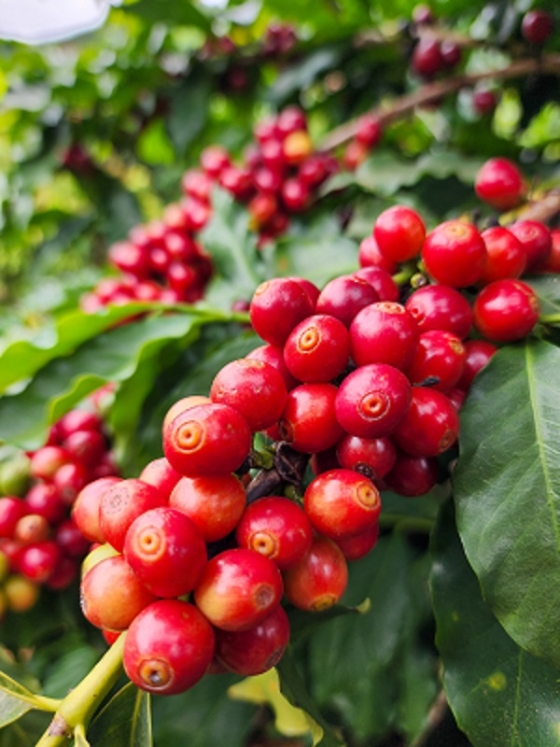 O café, carro-chefe das exportações do agro mineiro, respondeu por mais de 56% da receita do agro
