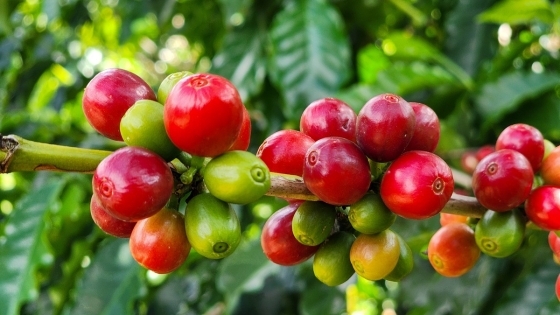 O café, carro-chefe das exportações do agro mineiro, alcançou US$ 6,2 bilhões