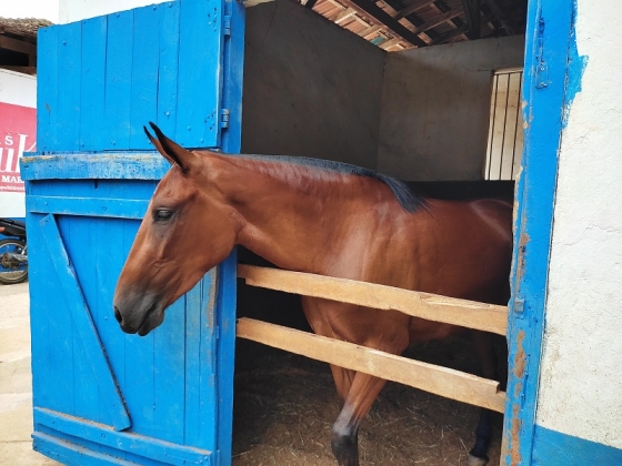 Novo documento digital tem validade de um ano e adesão facultativa