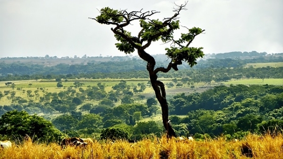 Evento propõe o debate das ações para conservação e uso sustentável do Cerrado Mineiro e levanta propostas para conciliar agro e preservação ambiental