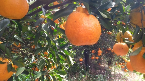 Foto mostra pé carregado de tangerina ponkan