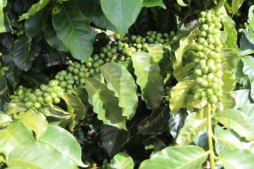 O resultado reforça a relevância do trabalho da Epamig em seu programa de melhoramento genético