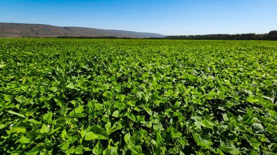 plantação de feijão