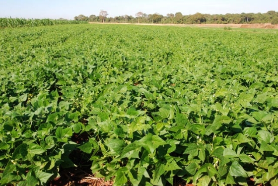 O vazio sanitário do vegetal deve ser realizado de 20 de setembro a 20 de outubro