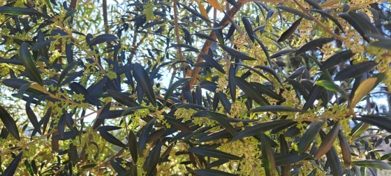 O acompanhamento da florada é o passo inicial para a projeção da próxima safra