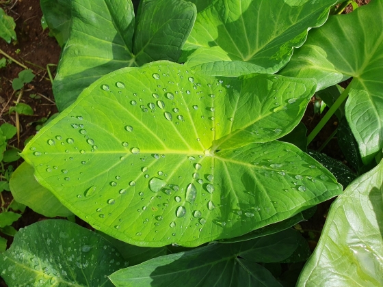 Algumas espécies de plantas silvestres ou pouco conhecidas podem conter substâncias tóxicas