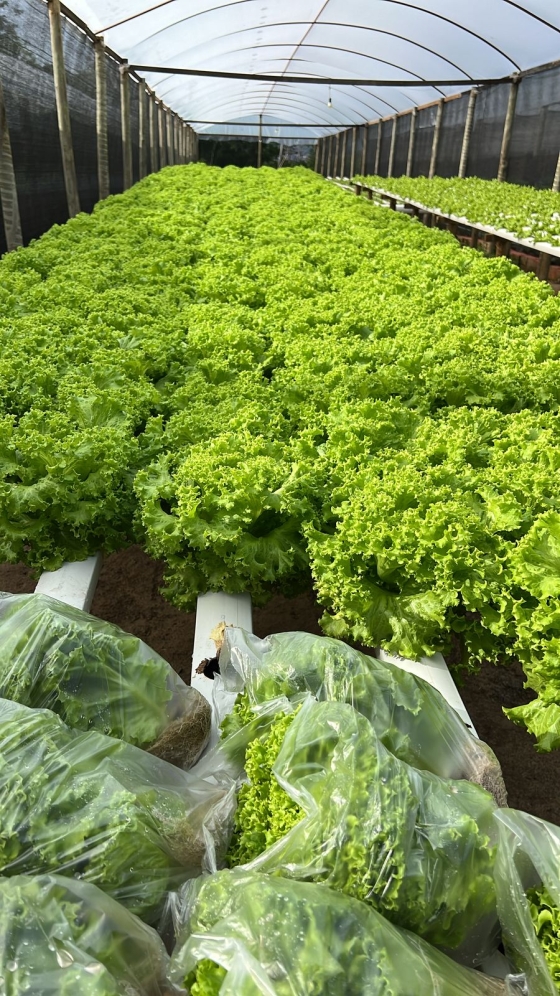 Alface, rúcula, cebolinha, coentro, salsa, hortelã e agrião são as hortaliças cultivadas no sistema hidropônico