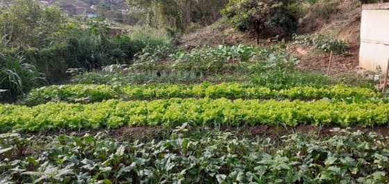 Foto mostra panorama geral da horta comunitária